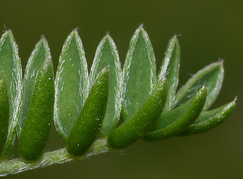 Oxytropis campestris / Astragalo villoso